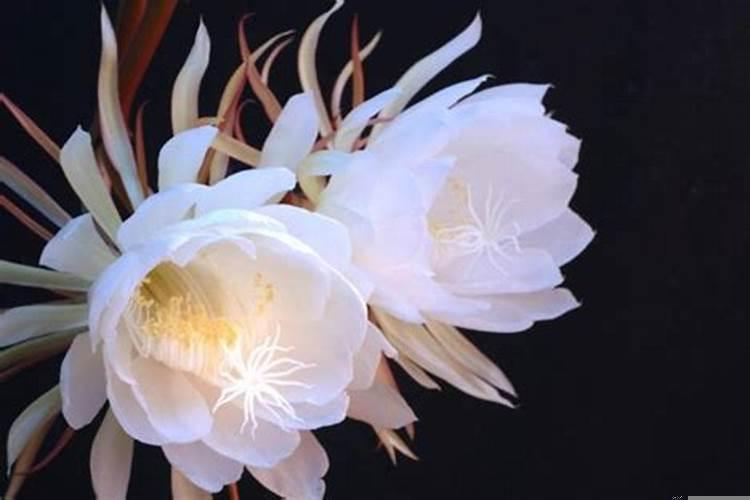 昙花属于仙人掌科花卉