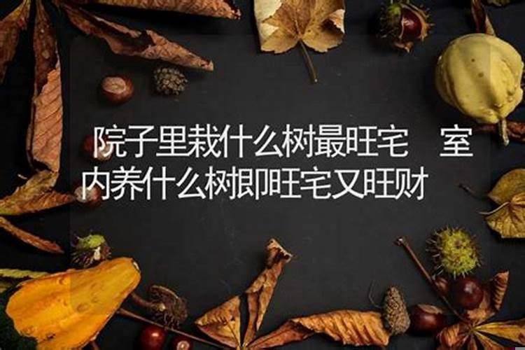 室内养什么树即旺宅又旺财