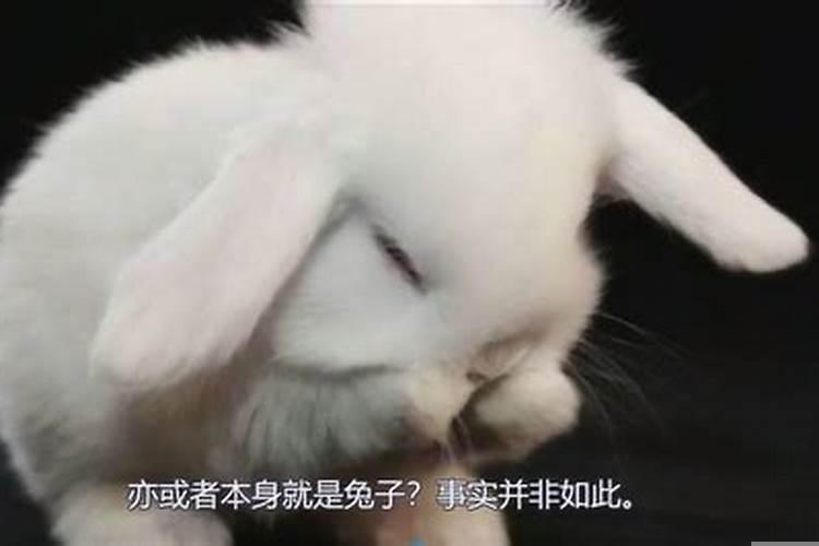 房日兔吉凶