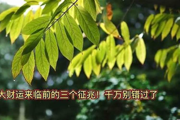 巨大财运来临的前兆马蜂
