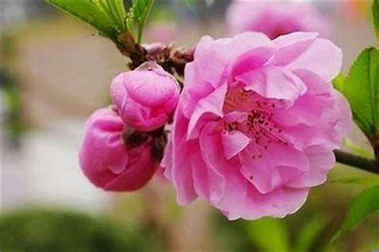 桃花运好的人特征