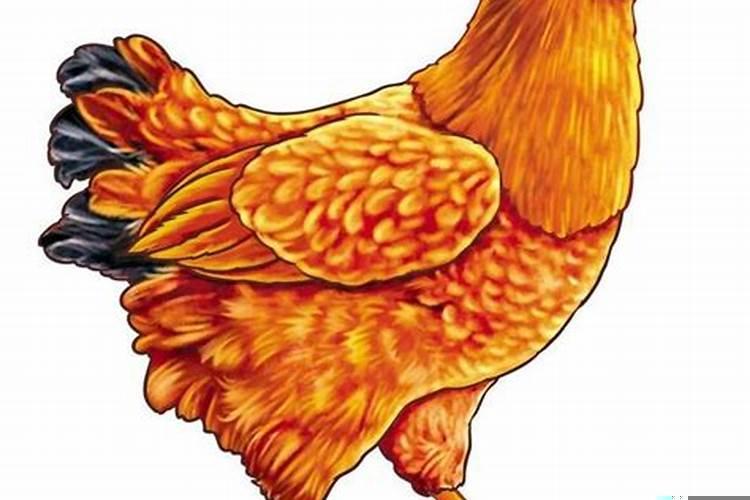 属鸡跟属蛇的婚姻和马