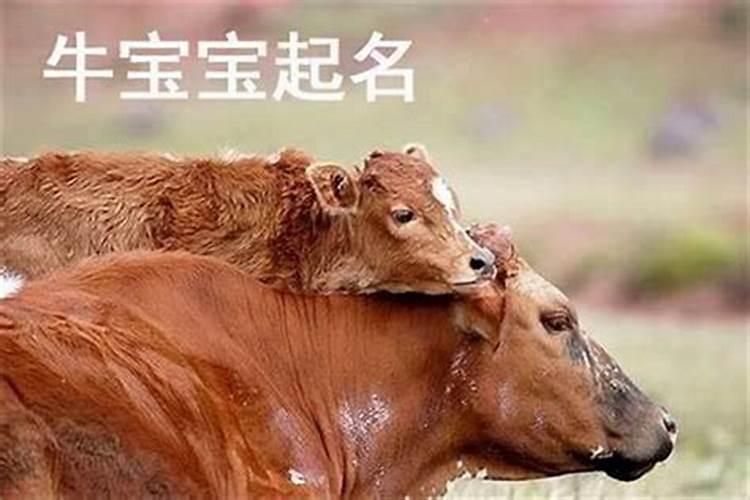属牛的男孩应该起什么名字