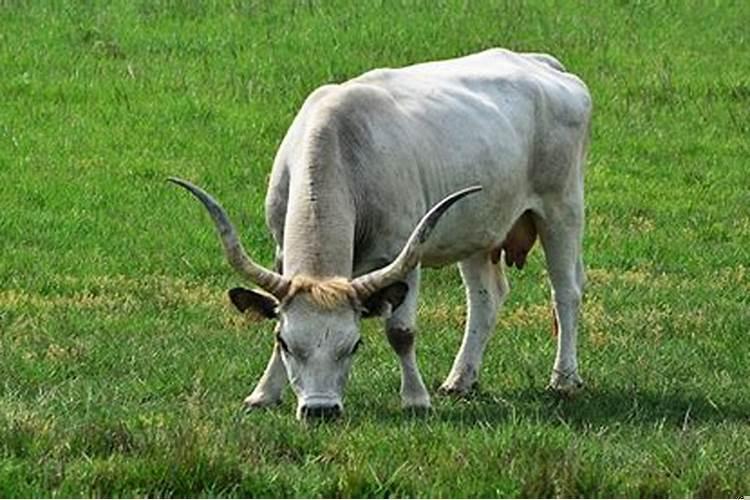 梦见被牛追我爬上树