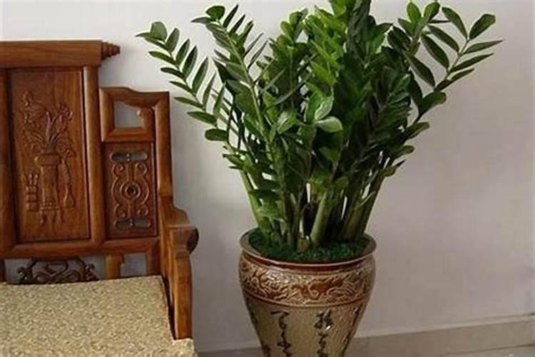 属猪的种什么植物可以旺财