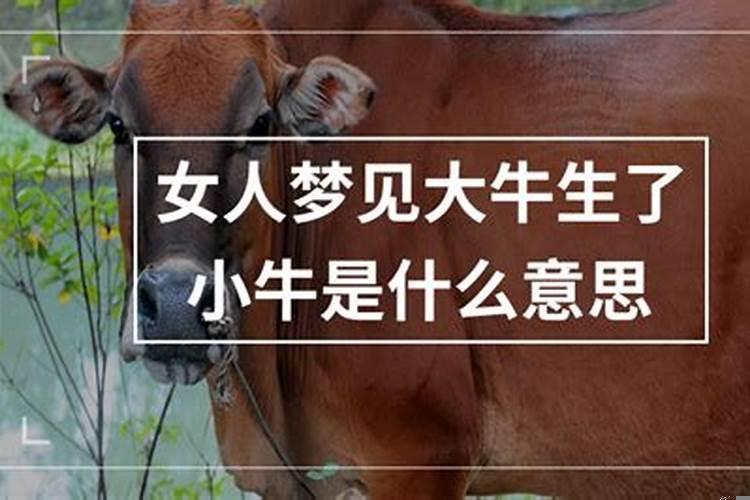 梦见牛生小牛是什么预兆