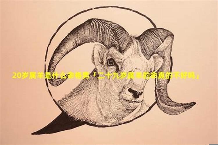 羊是一年一岁吗