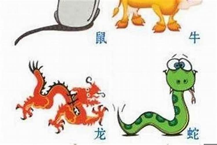 羊是一年一岁吗