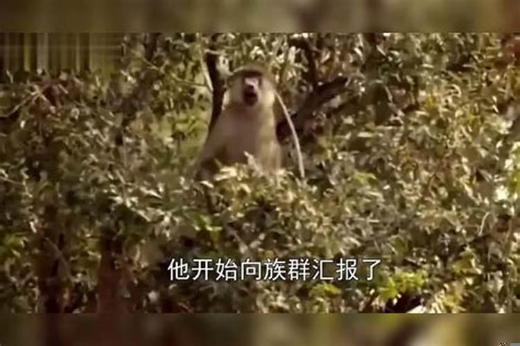 驱赶猴子用什么东西