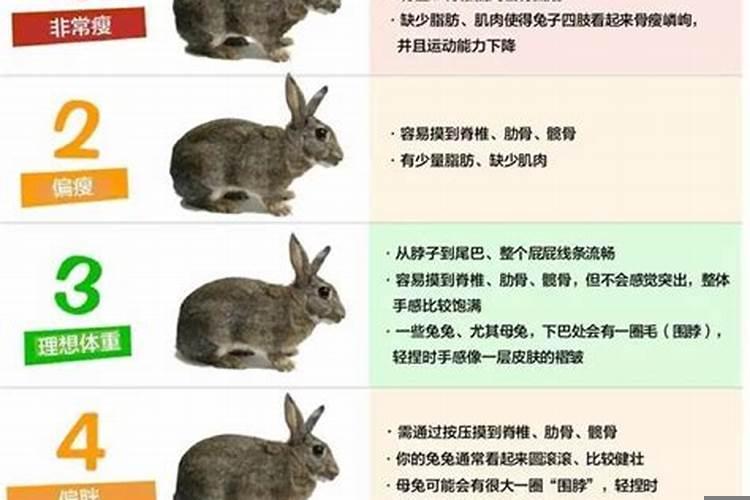 兔的月份表