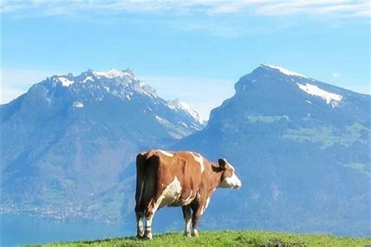 85年的牛是什么命