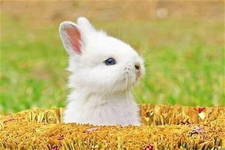 爸爸属猴妈妈属羊宝宝属什么好