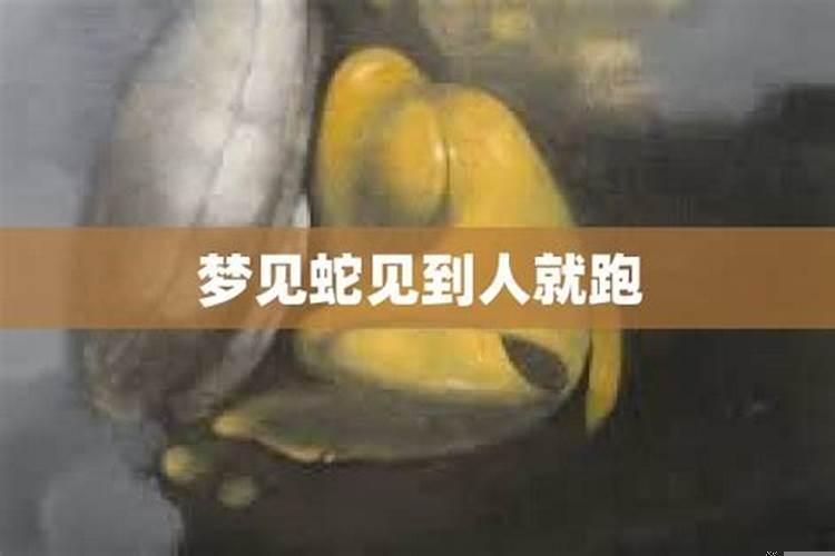 梦见看见蛇就跑