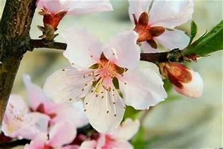 怎么样增加桃花运