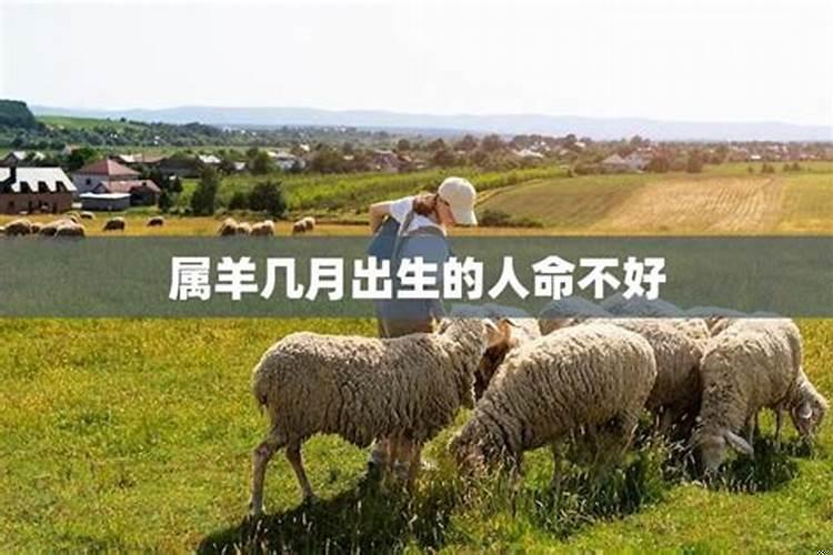 属羊人生于几月命最好