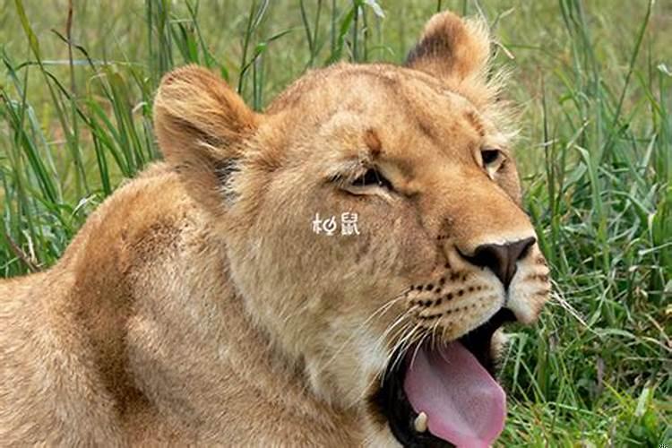 孕妇梦见狮子是胎梦吗是胎梦吗