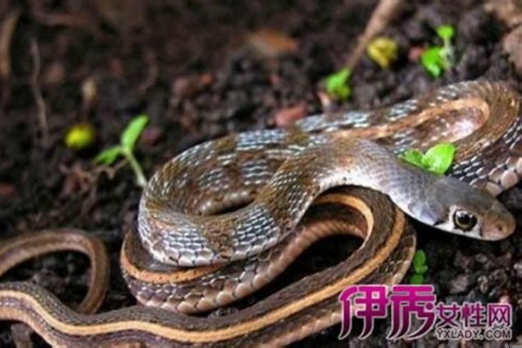 梦见蛇什么意义