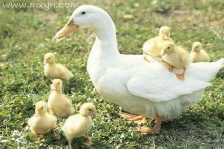 梦见亲吻小婴儿