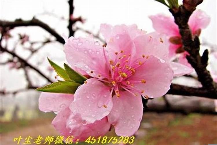女人有桃花运是啥意思啊