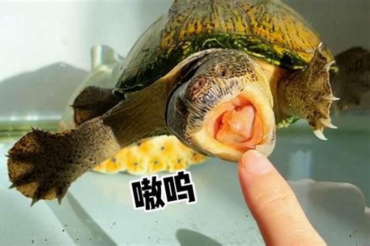 梦见乌龟咬我的脚