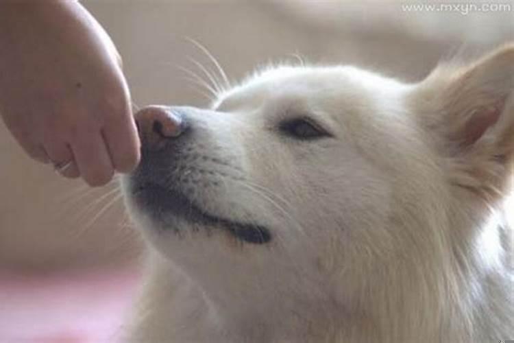 梦见大白狗咬我是什么意思呢