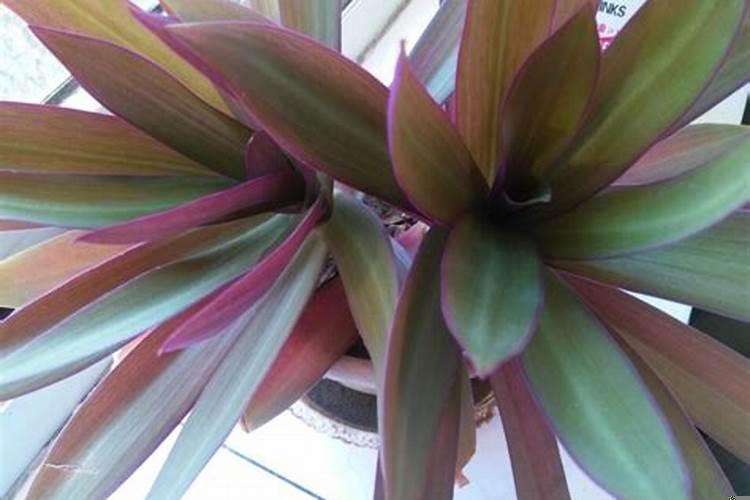 这个植物是豆角