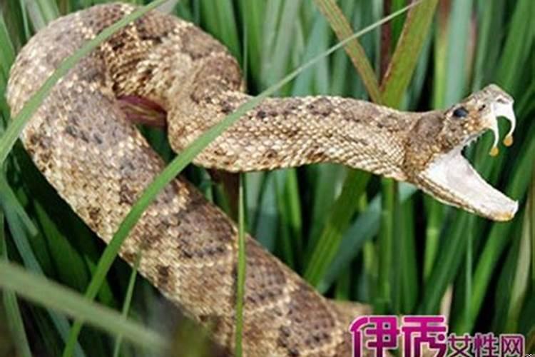 周公解梦梦见蛇是好事还是坏事