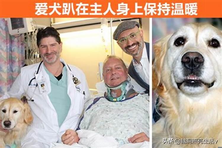 梦里救狗狗
