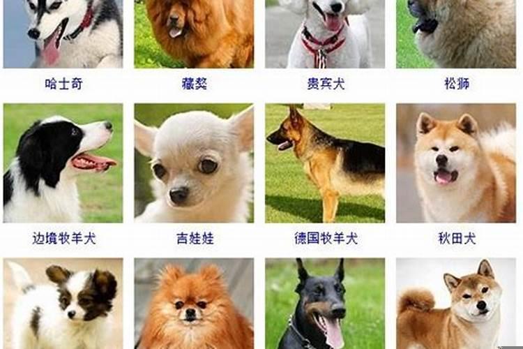 属狗的人的缺点