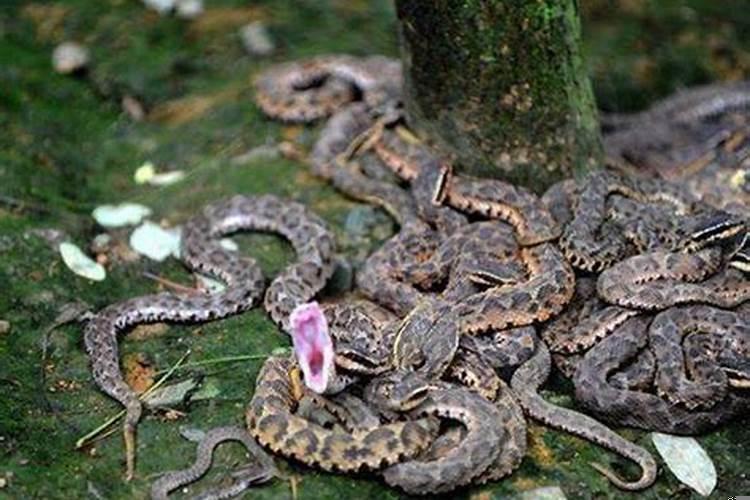 老公梦到蛇是胎梦吗