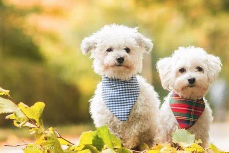 做梦梦见两只狗是什么意思