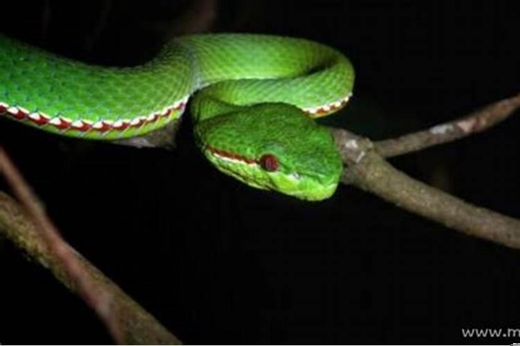 梦到被蛇追着咬了