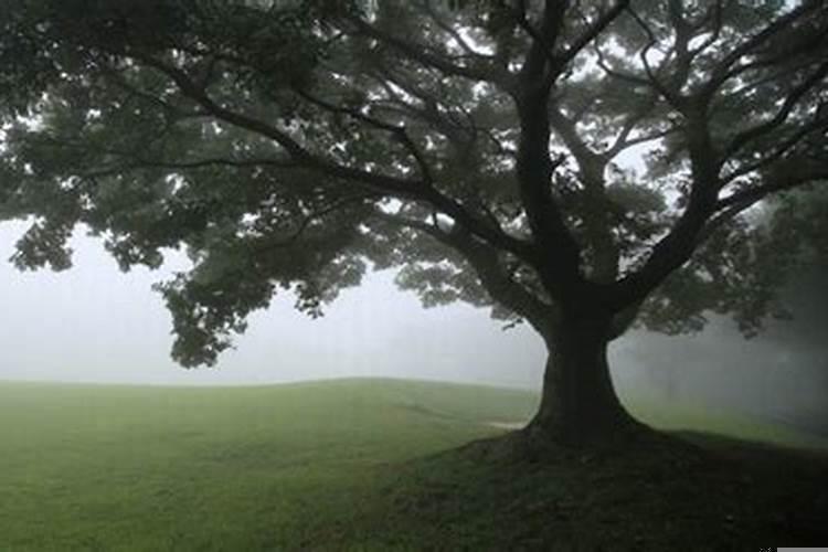 属鸡运气最差是哪一年