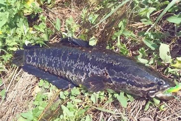 梦到自己女儿被车撞死了