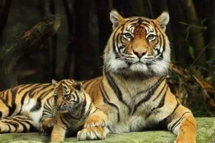 属虎男2025年8月运势