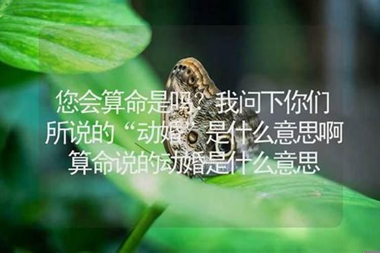 算命的说我今年婚动了