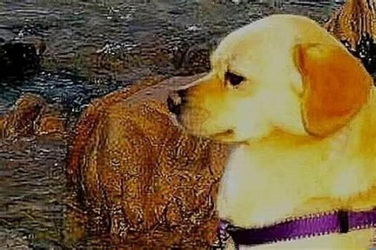 属狗的能和属蛇的一起合作做事吗?