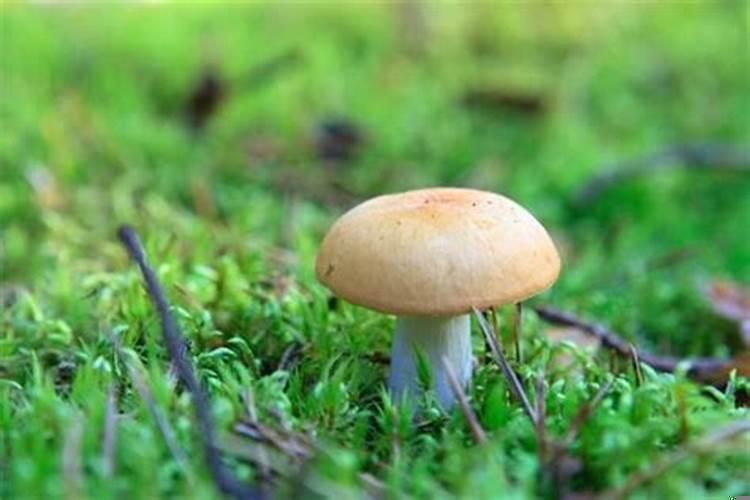 梦见捡蘑菇代表什么