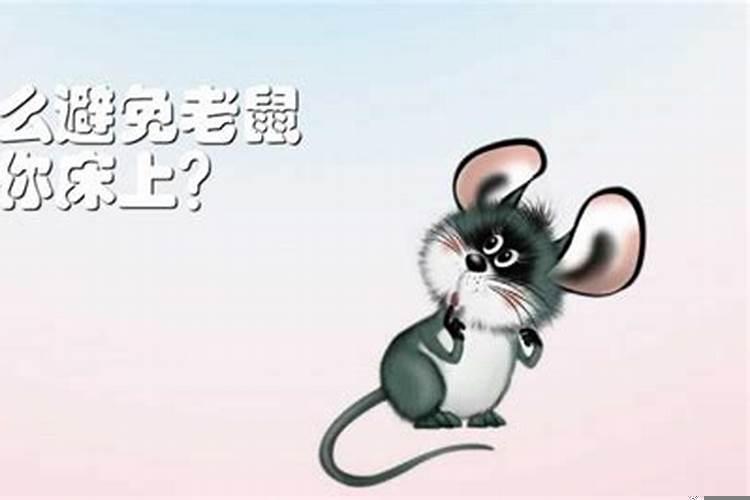 老鼠不怕人吗