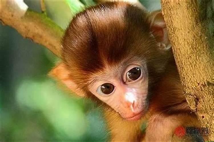 属猴的人不好相处