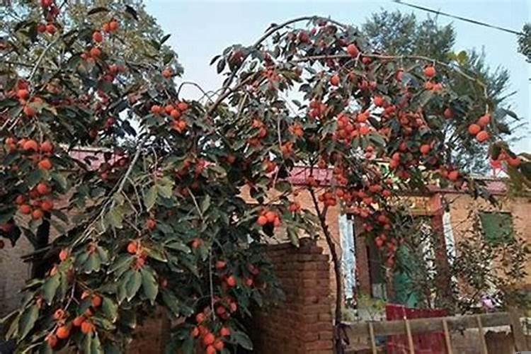 宅院里栽什么旺财