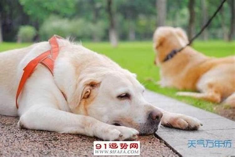 属狗和属猪哪个比较好