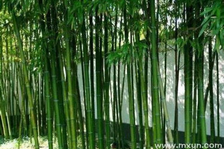 梦见竹子是什么预兆