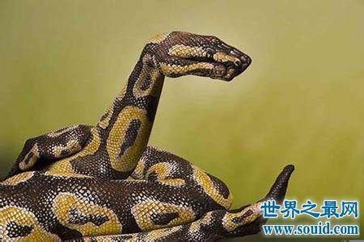 离婚女人做梦被蛇追什么意思呀