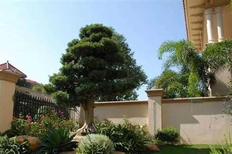 家门前种什么树财运好