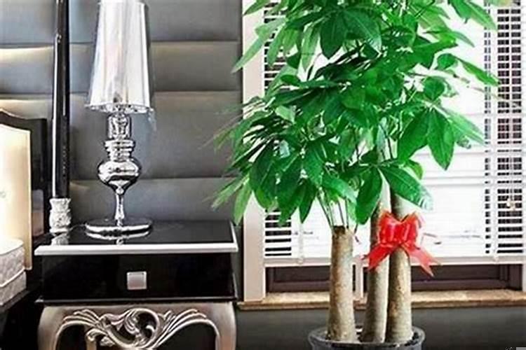 家门前种什么树财运好