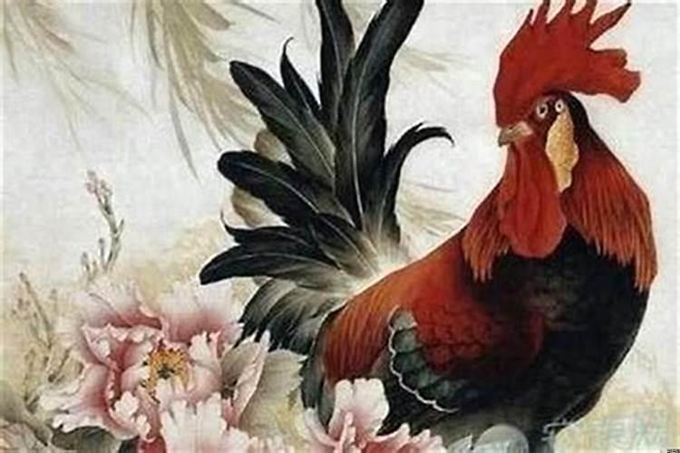 属鸡的运气不好