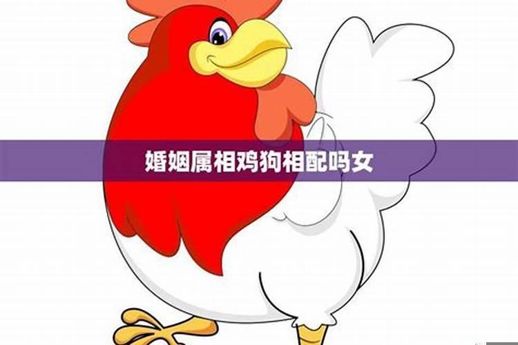 生肖鸡的最佳配偶属相