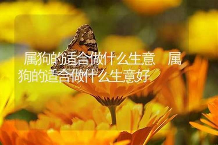 属狗的人适合做什么生意