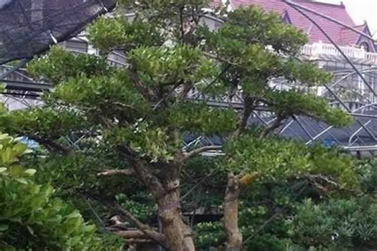 家门前种什么树财运好